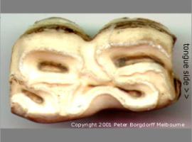 Lower Molar Occlusal Surface