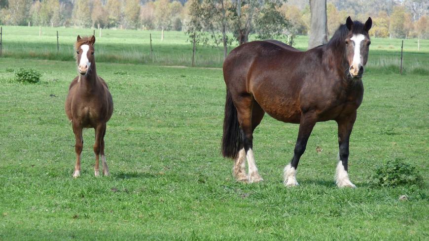 The Nature of the Horse